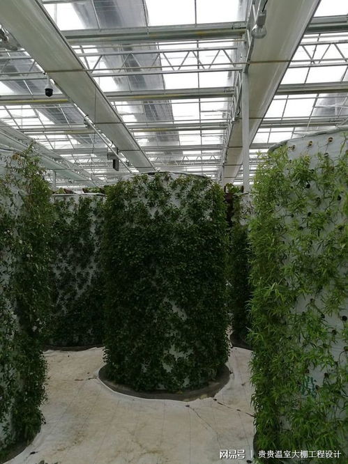 智能溫室 現(xiàn)代農(nóng)業(yè)的盈利新引擎